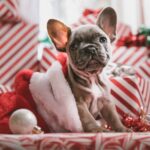 7 Essential Tips for Choosing Perfect Christmas Gifts for Your Beloved Pets