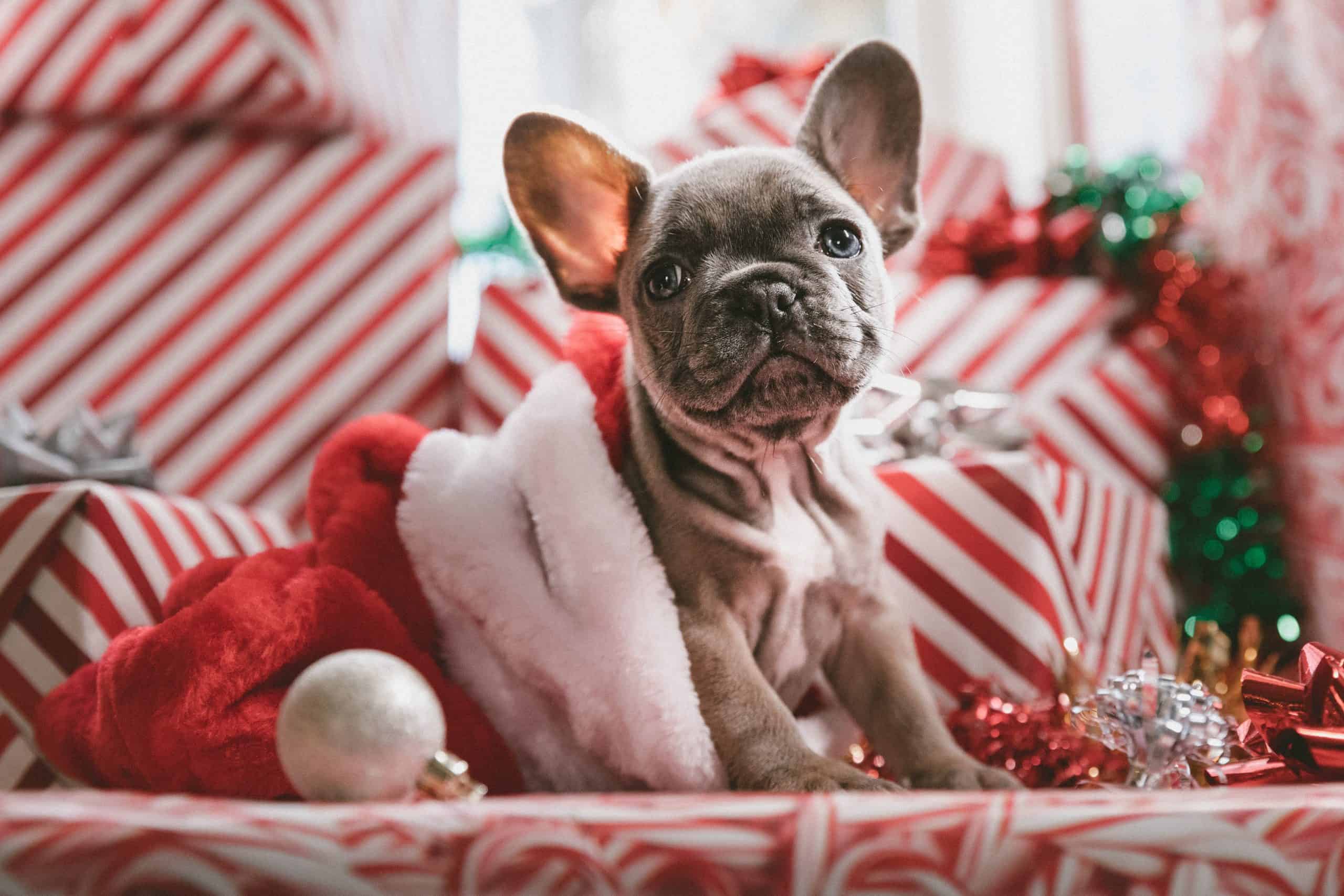 Read more about the article 7 Essential Tips for Choosing Perfect Christmas Gifts for Your Beloved Pets